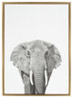 Sylvie Elephant Portrait Framed Canvas Wall Art by Simon Te Tai, Gold 23x33