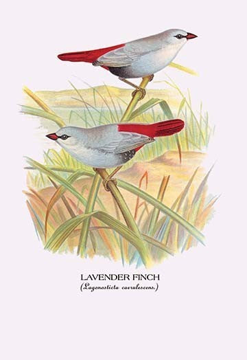 Lavender Finch - Fine Art Giclee Print 24" x 36"