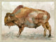 Brute Bison 2, Giclee Reproduction Artwork