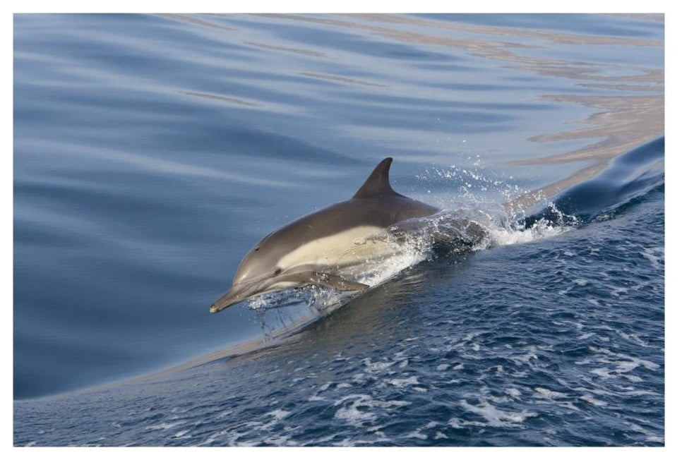 "Long-beaked Common Dolphin porpoising, Baja California" Paper Art, 26"x18"