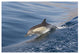 "Long-beaked Common Dolphin porpoising, Baja California" Paper Art, 26"x18"