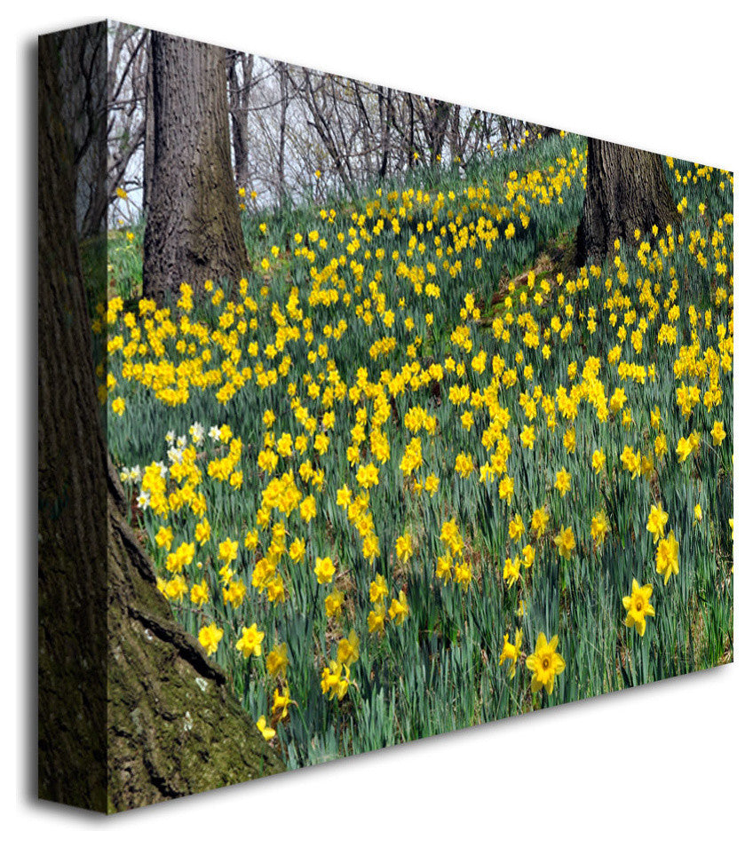 'Hillside of Daffodils' Canvas Art by Kurt Shaffer