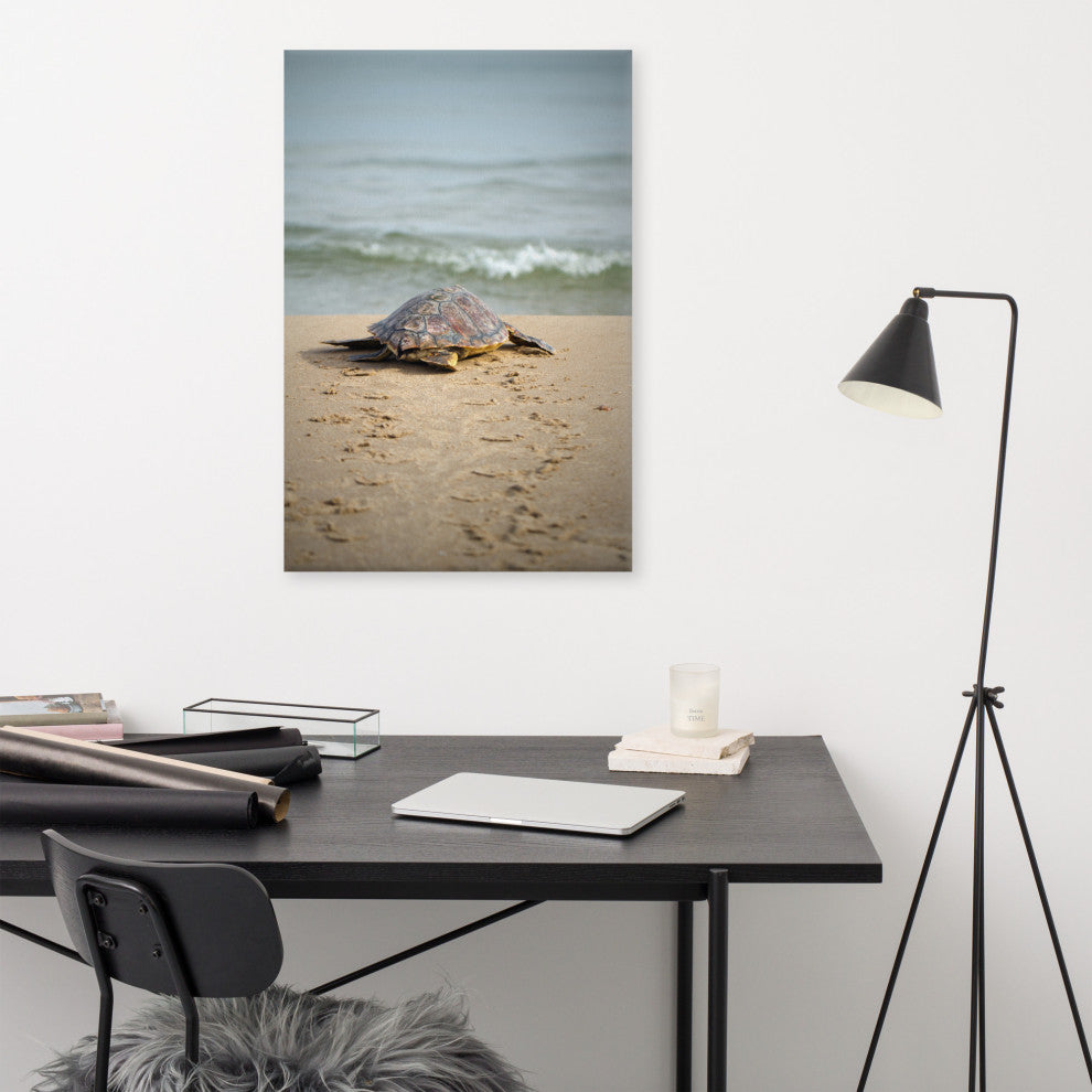 Baby Loggerhead Sea Turtle - Ocean Wildlife Photograph Canvas Wall Art Prints, 24" X 36"