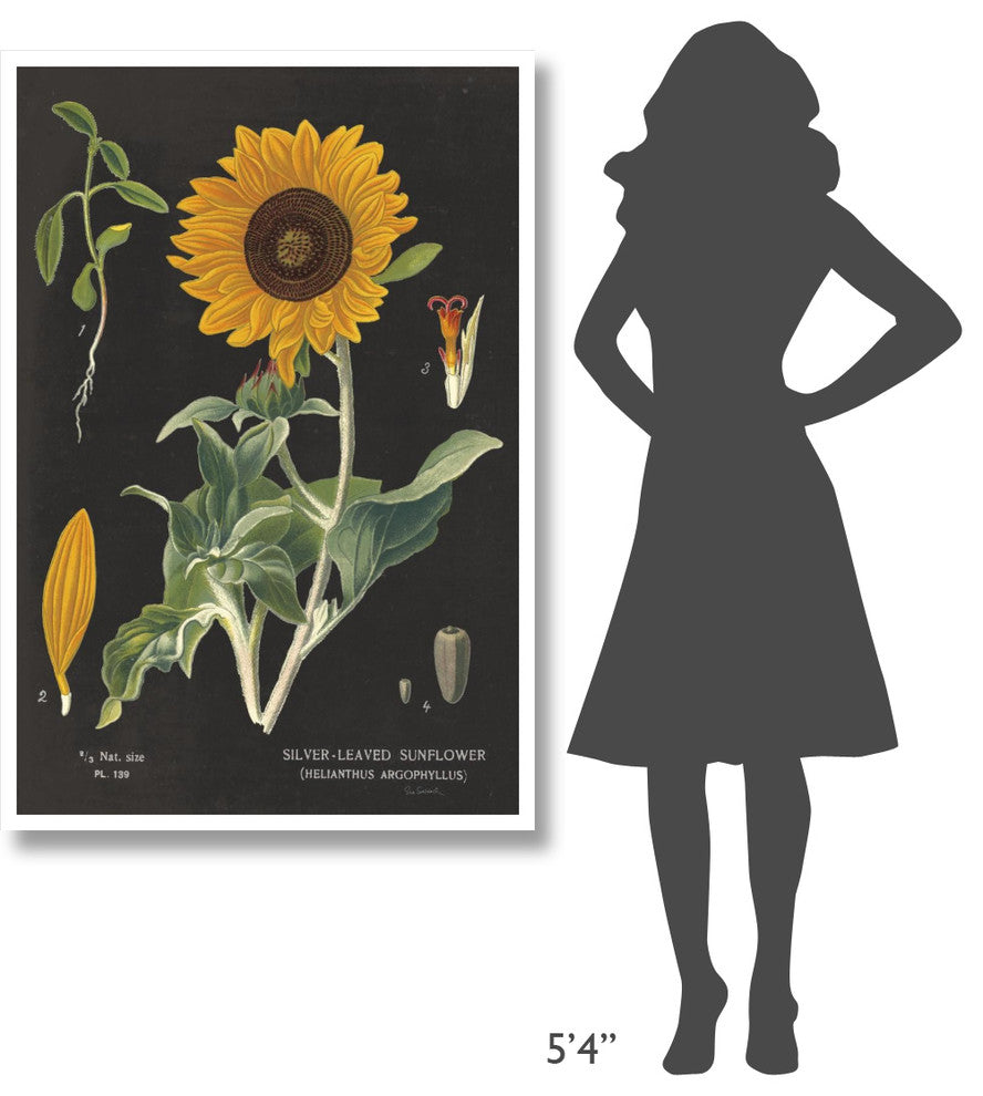 "Sunflower Chart" Digital Paper Print by Sue Schlabach, 34"x50"