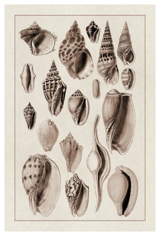 "Shells: Trachelipoda #6 (Sepia)" Digital Paper Print by G.B. Sowerby, 34"x50"