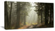 "Dark Green Forest With Sun Rays" Canvas Print, 32"x16"