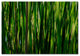 'Prairy Grass II' Canvas Art by Kurt Shaffer