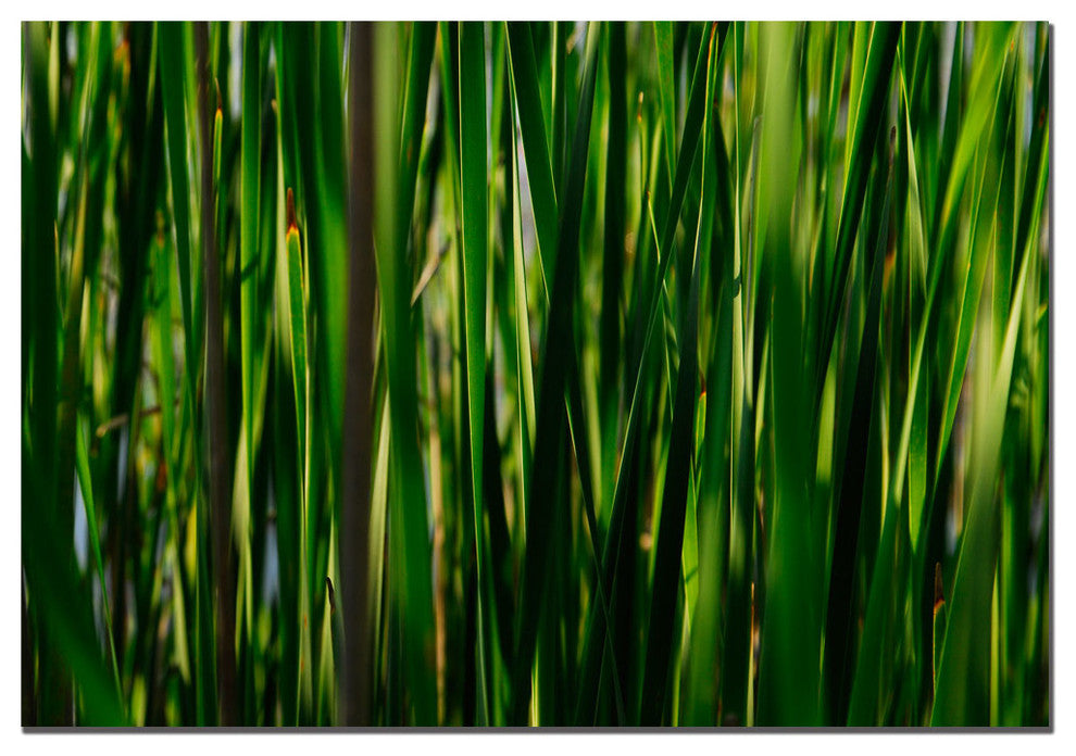 'Prairy Grass II' Canvas Art by Kurt Shaffer