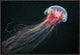 "Longtail" Framed Canvas Giclee by Alexander Semenov, 19x13"