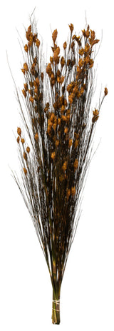 Vickerman 15-20" Natural Bell Grass with Seed Pods, Preserved, Aspen Gold, 36-40"