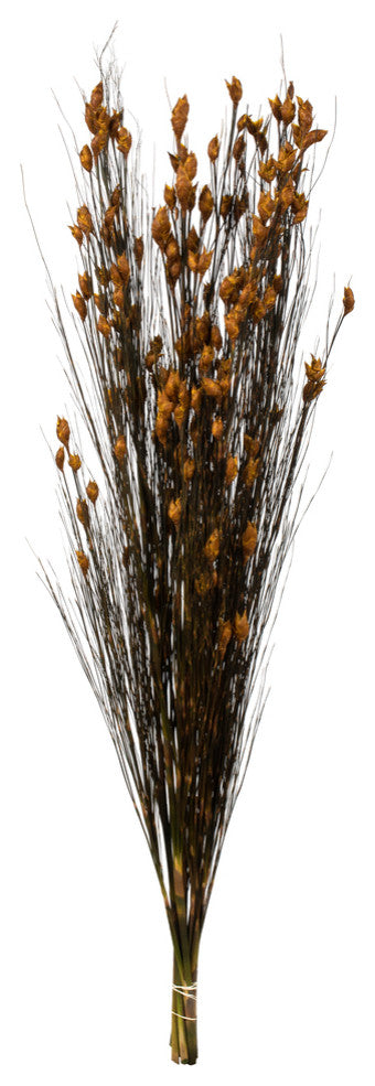 Vickerman 15-20" Natural Bell Grass with Seed Pods, Preserved, Aspen Gold, 36-40"