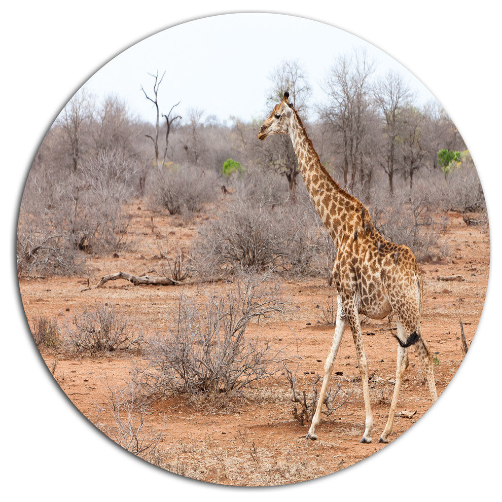 Giraffe Walking Through African Forest, Animal Disc Metal Wall Art, 36"