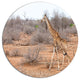 Giraffe Walking Through African Forest, Animal Disc Metal Wall Art, 36"