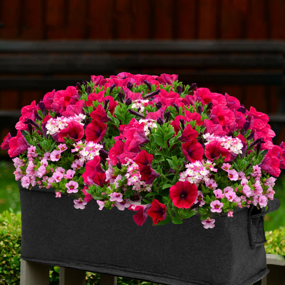 Flower Planter Box Kit - Butterfly, Hummingbird, Shady Annual or Petunia, Petuni