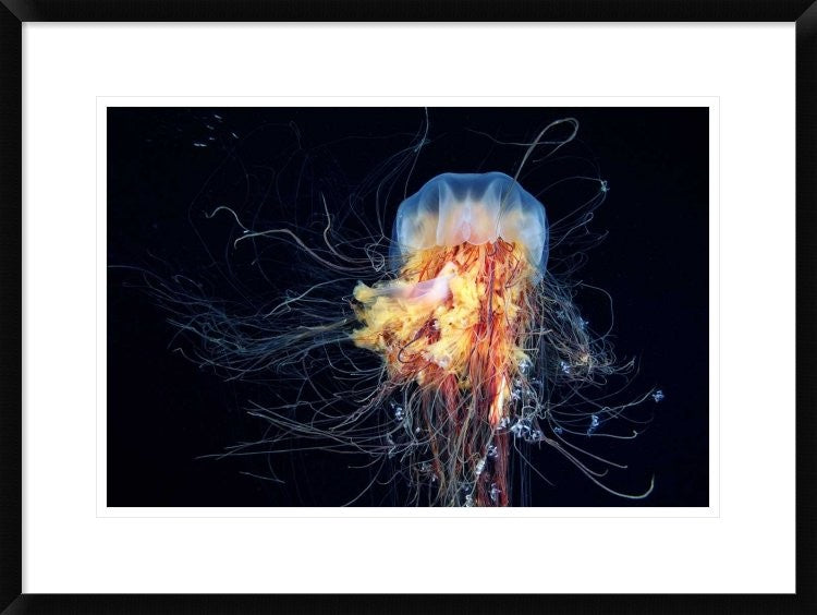 "Giant LionS Mane" Framed Digital Print by Alexander Semenov, 30x22"