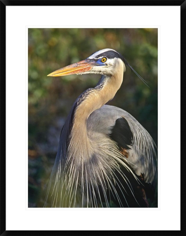"Great Blue Heron portrait, North America"  by Tim Fitzharris, 26x32"