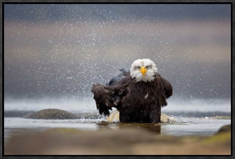 "Bald Eagle" Framed Canvas Giclee by Milan Zygmunt, 23x16"