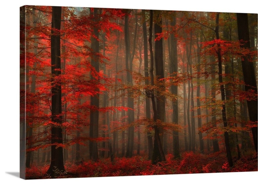 "Enchanting Red" Wrapped Canvas Art Print, 24"x16"x1.5"