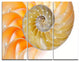"Isolated Nautilus Shell" Art Canvas Art Print, 3 Panels, 36"x28"