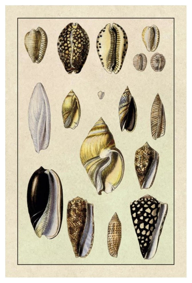"Shells: Convoltae and Orthocerata" Digital Paper Print by G.B. Sowerby, 14"x20"