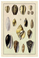 "Shells: Convoltae and Orthocerata" Digital Paper Print by G.B. Sowerby, 14"x20"