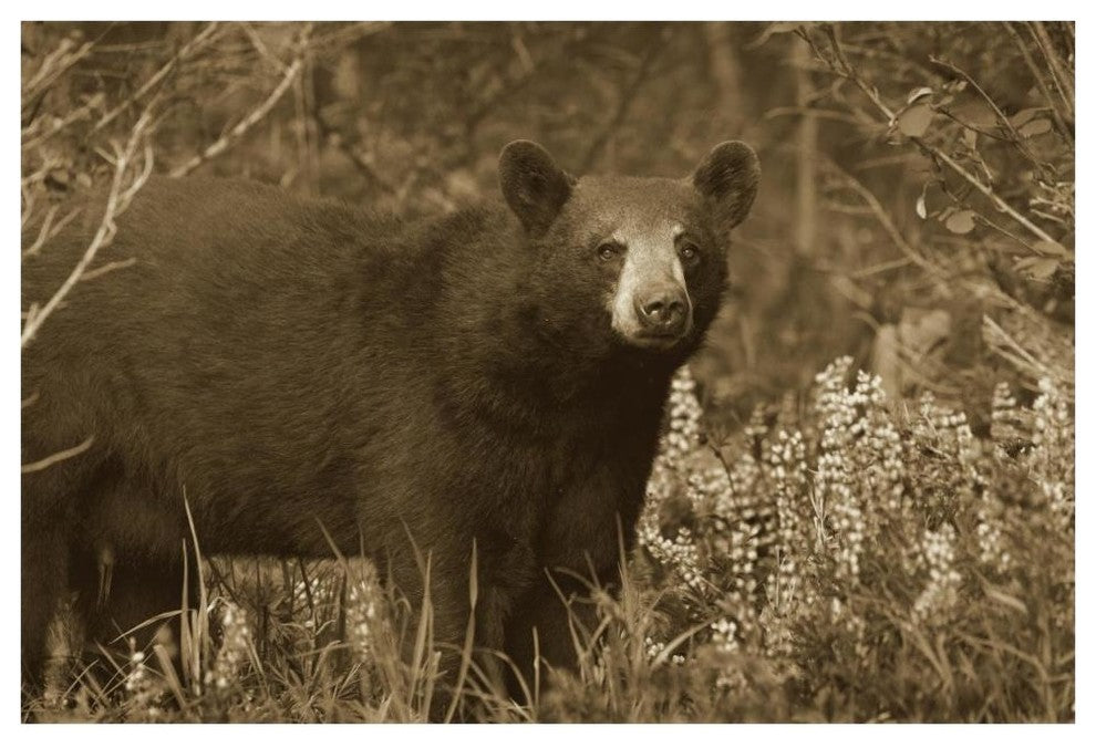 "Black Bear portrait, North America" Print by Tim Fitzharris, 62"x42"