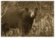 "Black Bear portrait, North America" Print by Tim Fitzharris, 62"x42"