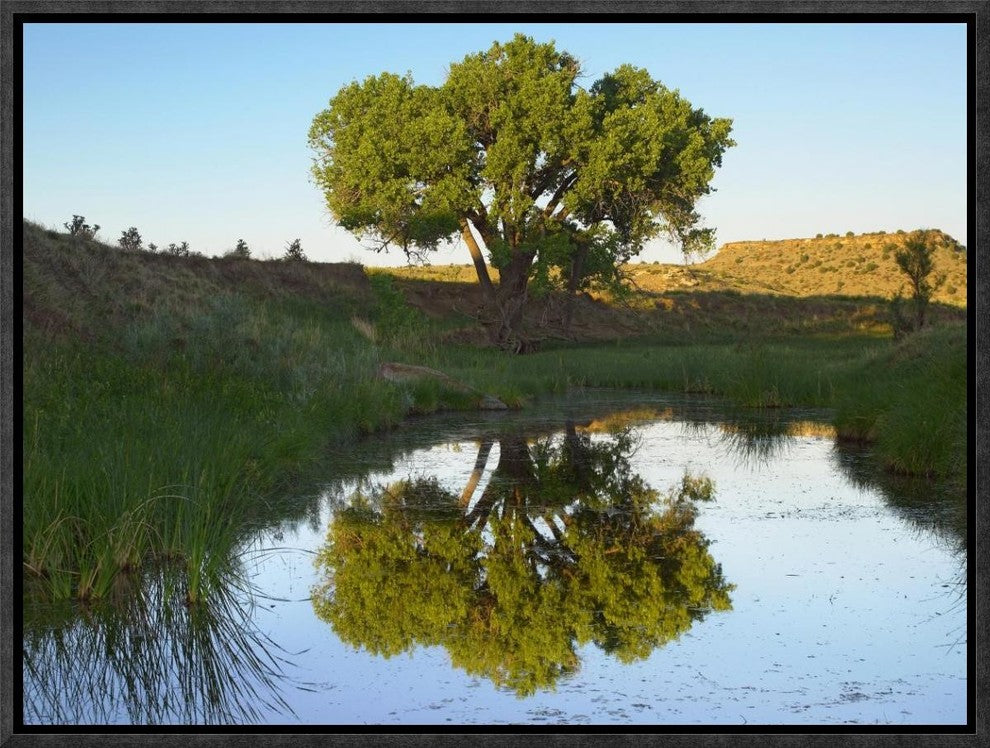 Tree Reflecting In Creek Near Black Mesa State Park, Oklahoma, 16"x12"