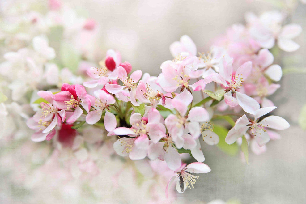 "April Flowers" Print on Canvas by Sylvia Cook