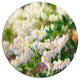 Beautiful Blooming White Flowers, Floral Large Disc Metal Wall Art, 11"