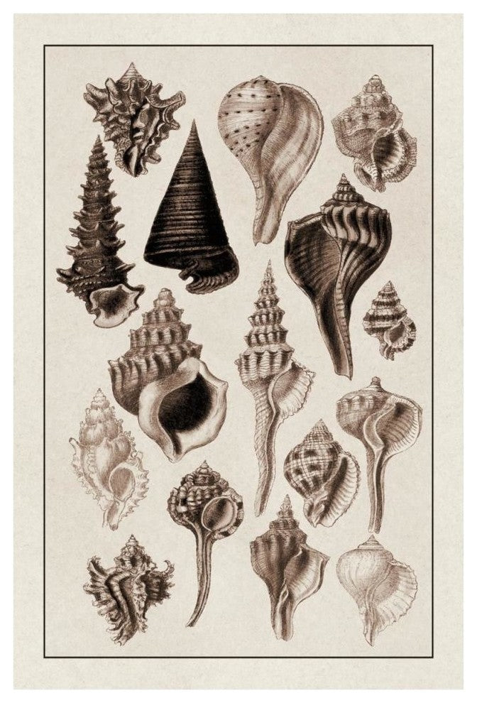 "Shells: Trachelipoda #4 (Sepia)" Digital Paper Print by G.B. Sowerby, 42"x62"