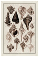 "Shells: Trachelipoda #4 (Sepia)" Digital Paper Print by G.B. Sowerby, 42"x62"
