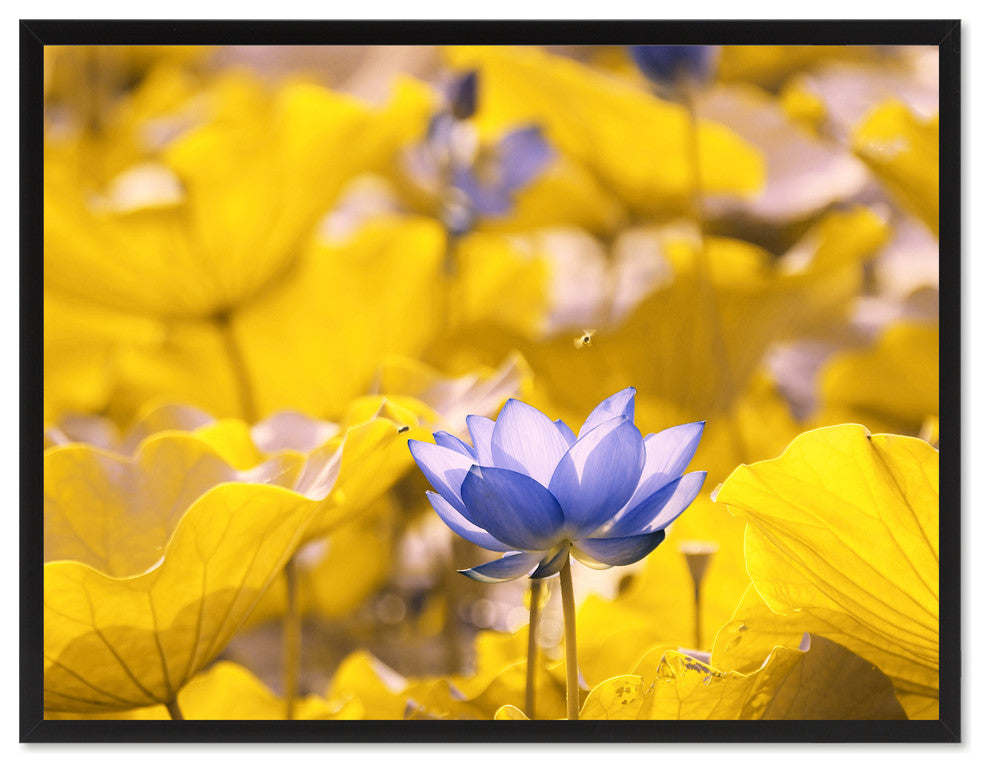 Yellow Lotus Flower Print on Canvas with Picture Frame, 28"x37"