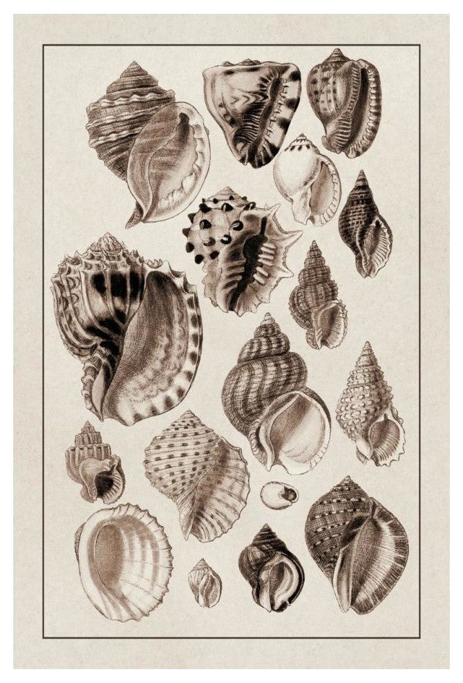 "Shells: Purpurifera (Sepia)" Digital Paper Print by G.B. Sowerby, 14"x20"