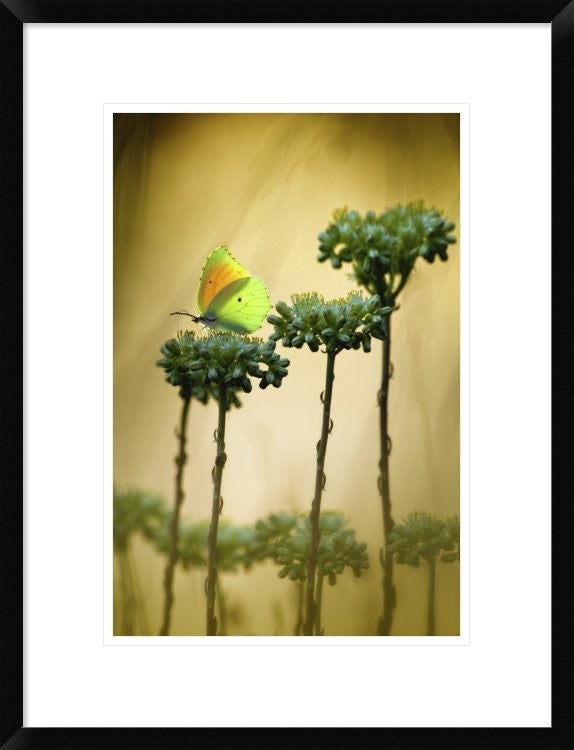 "Cleopatra" Framed Digital Print by Jimmy Hoffman, 20"x26"