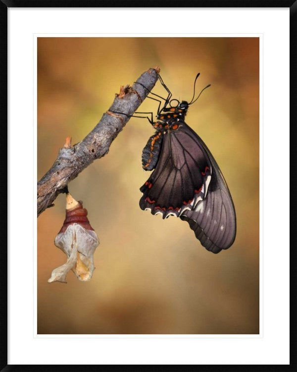 "Birth Of A Swallowtail" Framed Digital Print by Jimmy Hoffman, 30x38"