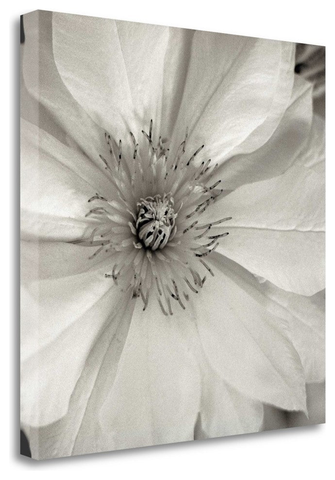 "Florison - 32" By Alan Blaustein, Giclee Print on Gallery Wrap Canvas