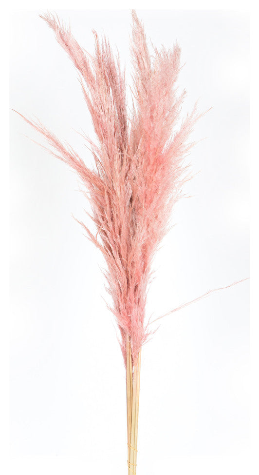 Vickerman 46" Dried Pampas Grass, Salmon