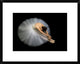 "Elegance" Framed Digital Print by Pauline Pentony Ba, 24"x19"