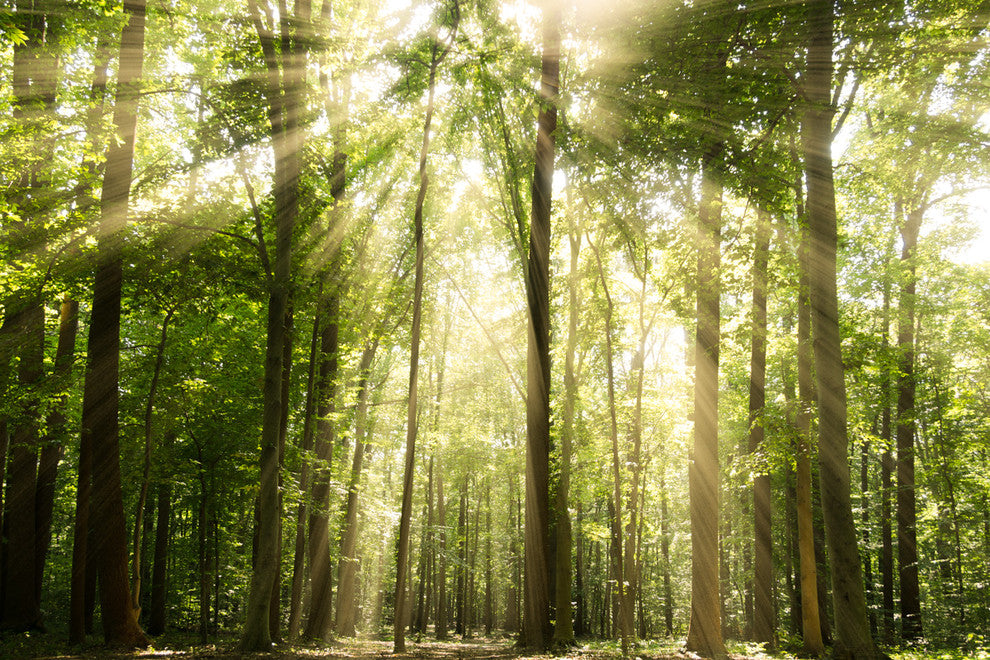 Sun Rays Through Tree Tops Rural Landscape Photo Canvas Wall Art Print, 18" X 24"