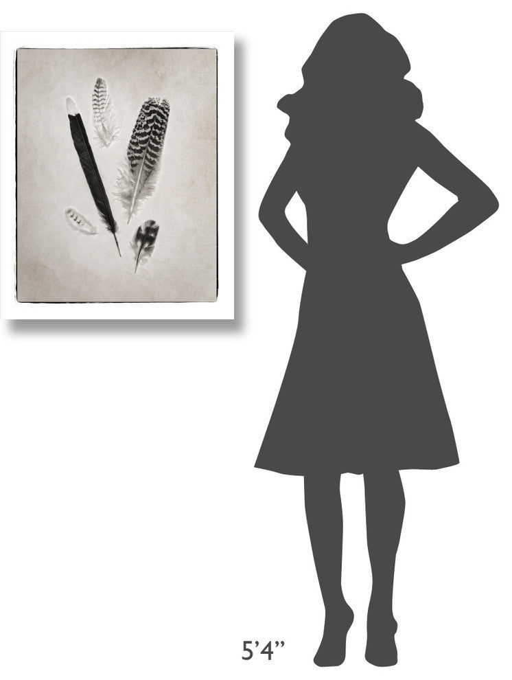 "Feather Group II - BW" Digital Paper Print by Debra Van Swearingen, 24"x30"