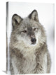 "Timber Wolf Portrait With Snow On Muzzle, Montana" Artwork, 20" x 30"