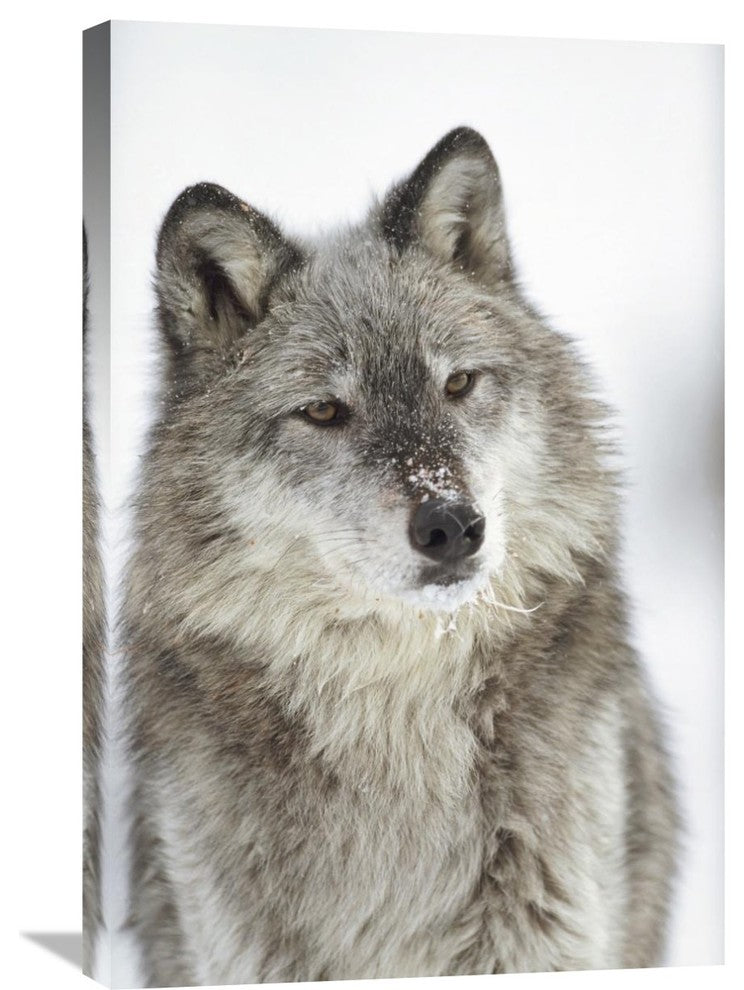 "Timber Wolf Portrait With Snow On Muzzle, Montana" Artwork, 20" x 30"