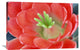 "Claret Cup Cactus Flower, Arizona" Artwork, 36" x 24"