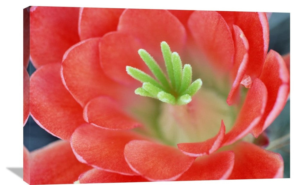 "Claret Cup Cactus Flower, Arizona" Artwork, 36" x 24"
