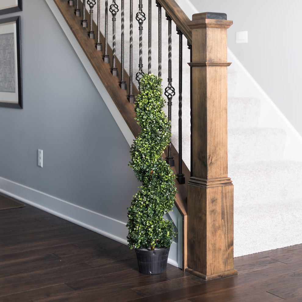 3' Boxwood Spiral In Pot (Uv)