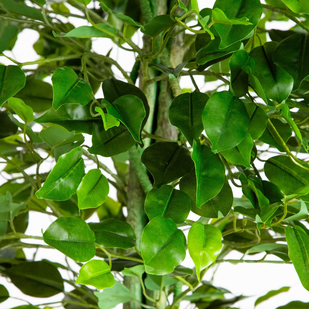 Close-up of leaves on a white background.