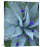 "Bluebell and Agave , North America" Canvas Giclee by Tim Fitzharris, 18"x24"