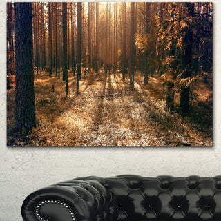Dark First Snow Forest Photo, Modern Forest Canvas Art, 40"x30"