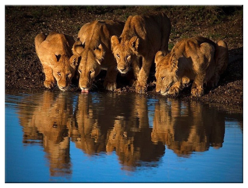 Lions of Mara' Canvas Wall Decor